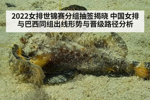 2022女排世锦赛分组抽签揭晓 中国女排与巴西同组出线形势与晋级路径分析